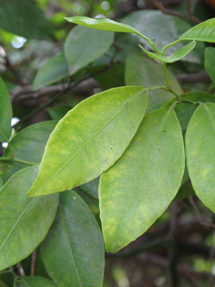              Unifoliolate leaf (Riverside, CA)       